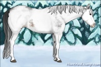 Horse Color:White Spotted Buckskin Splash 