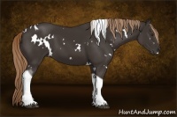 Horse Color:White Spotted Liver Chestnut Tobiano 
