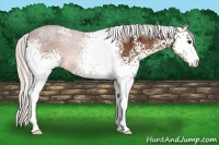 Horse Color:White Spotted Silver Brown Sabino 