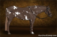 Horse Color:White Spotted Liver Chestnut 