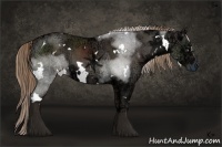 Horse Color:White Spotted Liver Chestnut Ice