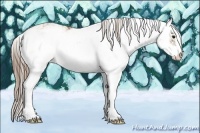 Horse Color:Black Pearl Sabino 