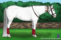 Horse Color:White Spotted Bay Splash