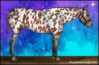 Horse Color:Bay Roan Appaloosa 