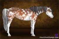 Horse Color:Brown Sabino