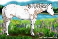 Horse Color:Buckskin Sabino Splash Appaloosa Rabicano