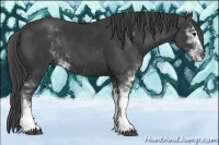 Horse Color:Smoky Black Sabino