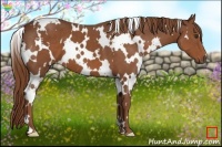 Horse Color:White Spotted Chestnut 