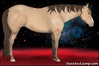 Horse Color:Amber Champagne