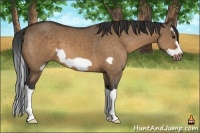 Horse Color:Bay Dun Splash Frame 