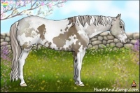 Horse Color:White Spotted Liver Red Dun Sabino 
