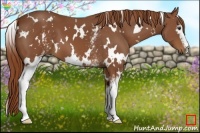 Horse Color:White Spotted Chestnut 