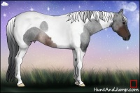 Horse Color:Brown Tobiano 