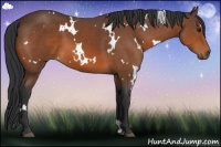 Horse Color:White Spotted Bay 