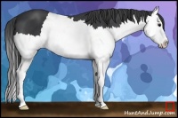 Horse Color:Black Splash