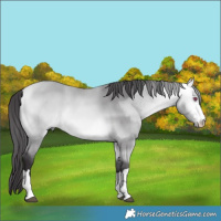 Horse Color:Buckskin Chinchilla  Brindle