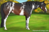 Horse Color:White Spotted Brown 
