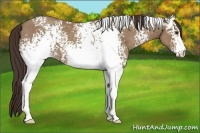 Horse Color:White Spotted Classic Champagne 
