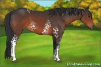 Horse Color:White Spotted Brown 