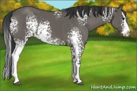 Horse Color:White Spotted Grullo Splash 