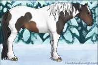 Horse Color:Buckskin Tobiano