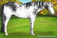Horse Color:White Spotted Black