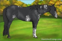 Horse Color:White Spotted Black 
