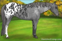 Horse Color:White Spotted Black Appaloosa 