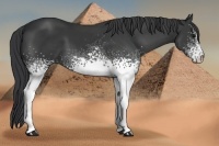 Horse Color:White Spotted Black 