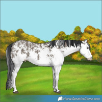Horse Color:White Spotted Grullo Rabicano