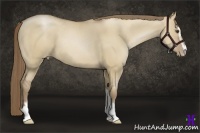 Horse Color:Grullo Pearl Sabino