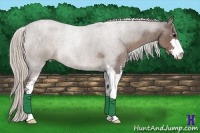 Horse Color:Silver Blue Roan Sabino