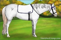 Horse Color:Chestnut Appaloosa