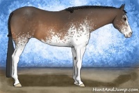 Horse Color:White Spotted Buckskin Sabino