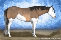 Horse Color:Buckskin Splash Rabicano 