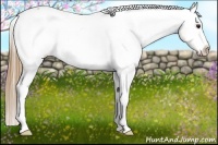 Horse Color:Buckskin Roan Appaloosa