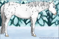 Horse Color:White Spotted Black Sabino Splash Appaloosa 