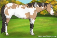Horse Color:White Spotted Buckskin Frame