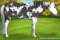 Horse Color:White Spotted Smoky Black Splash 