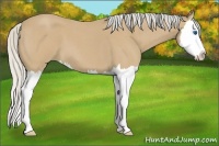 Horse Color:Silver Buckskin Roan Splash 