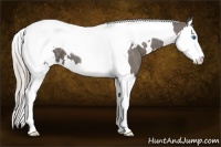 Horse Color:White Spotted Silver Black Splash Tobiano