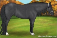 Horse Color:Blue Roan 