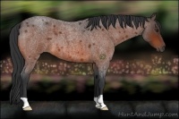 Horse Color:Bay Roan 