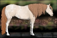 Horse Color:Buckskin Ice Pearl 