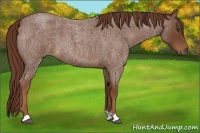 Horse Color:Red Roan 