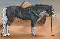 Horse Color:Silver Black Chinchilla Splash
