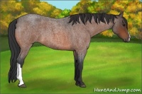 Horse Color:Bay Roan 