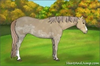 Horse Color:Palomino Ice 