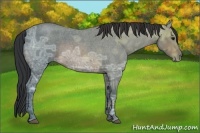 Horse Color:Buckskin Ice Roan 