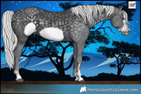 Horse Color:Silver Black Chinchilla Frame 